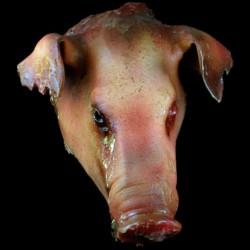 PIG HEAD-ROTTEN FINISH