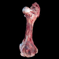 STEER-FEMUR