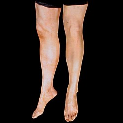 FEMALE LEGS-PAIR-FRESH FINISH