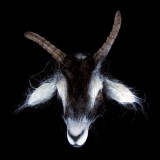 GOAT HEAD-FRESH FINISH-BLACK AND WHITE