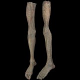 MALE LEGS-PAIR-ZOMBIE