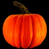 GIANT PUMPKIN