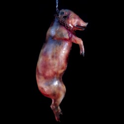 MEDIUM PIG-HANGING WITH CHAIN-ROTTEN FINISH