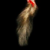 SQUIRREL TAIL