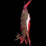 SKINNED DEER-HANGING WITH CHAIN-WITH PELT