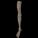 MALE LEG-RIGHT-ZOMBIE FINISH