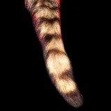 RACCOON TAIL