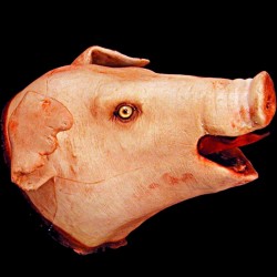 PIG HEAD-FRESH FINISH
