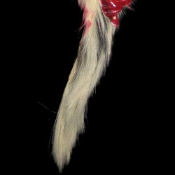 BLOODY SKUNK TAIL