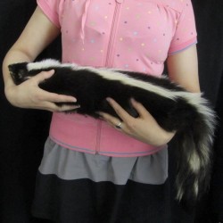 SKUNK PUPPET-NATURAL FUR FILLED WITH FOAM