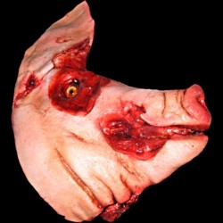 SPLIT PIG HEAD-BLOODY FINSH