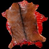 BLOODY GOAT SKIN