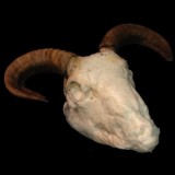 SHEEP HEAD WITH HORNS