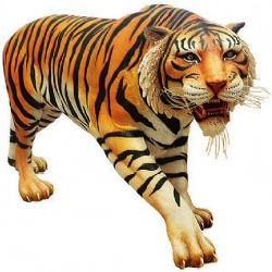 Тигр бенгальский