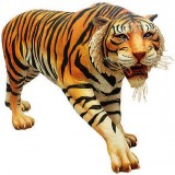Тигр бенгальский